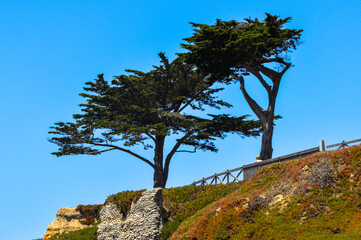 Cypress Tree