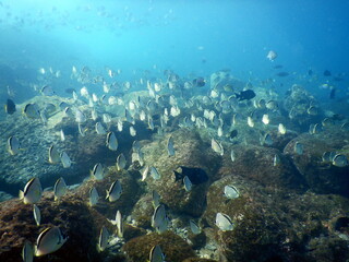 Costa Rica Pacific sea life