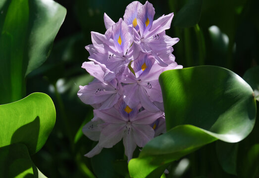 Water hyacinth Eichornia (Eichornia crassipes) in an artificial pond
