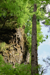 tree in the woods cliff