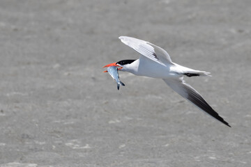 Caspian Tern in Flight with Captured Pacific Herring