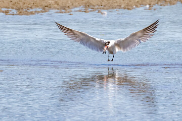 Caspian Tern in Flight with Captured Pacific Herring