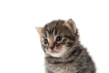 portrait of cute tabby kitten