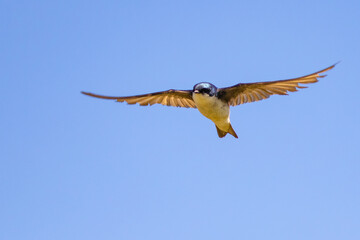 Adult Tree Swallow in Graceful Flight 