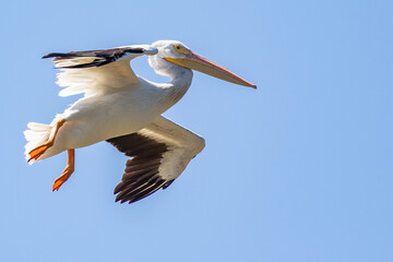 Fototapeta na wymiar American White Pelican Swings Around for a Landing