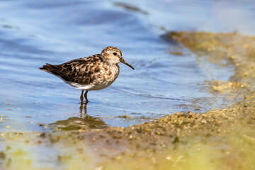 Least Sandpiper Enjoying a Summer Day