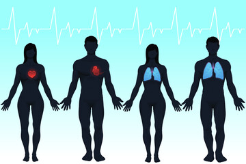 Hearts and Lungs Vector Anatomy Male Female