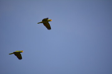 pericos