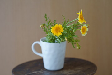 カップに活けた春菊の花