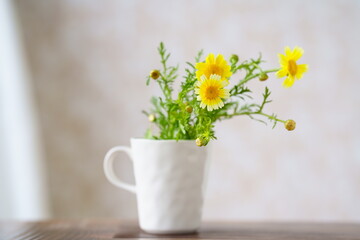 カップに活けた春菊の花