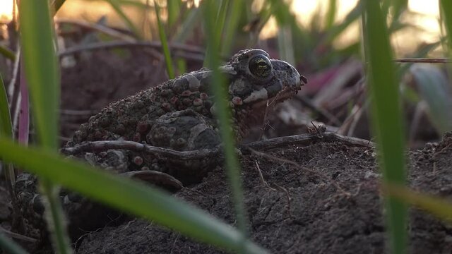 Natterjack toad sits in the grass on the ground close-up
