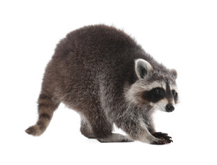Cute funny common raccoon isolated on white