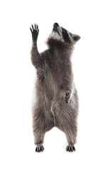 Cute funny common raccoon isolated on white