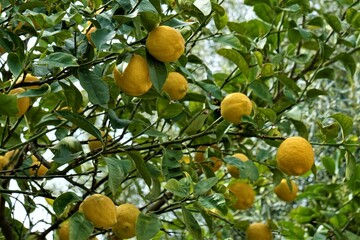Fresh lemons hang on the tree. They are ready for harvesting. 