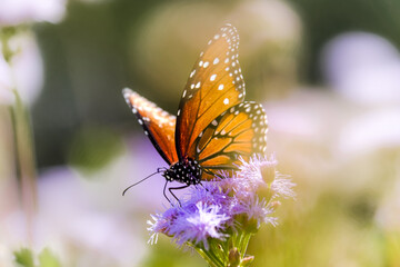 Butterfly on flower