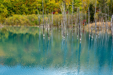 黄葉の木々を映す秋の青い池　美瑛町
