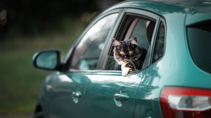 A Maine Coon cat with amazing yellow eyes looking out of the rear window of a passenger green car.