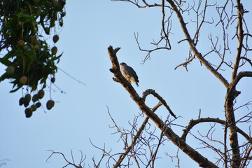 falcon chilling