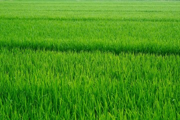 緑の田んぼの風景写真