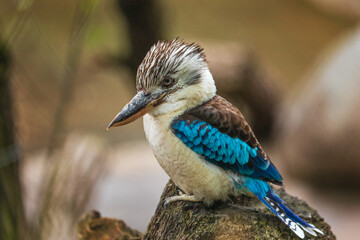 Hunting kingfisher. Blue-winged kookaburra, Dacelo leachii, perched on tree trunk, waiting for fish. Large bird with long beak and beautiful blue wings and tail. Habitat Australia, New Guinea.