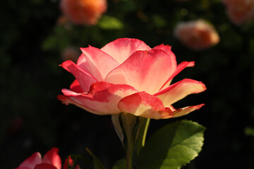 Obraz premium Beautiful blooming pink rose on blurred background, closeup