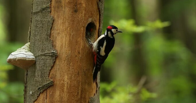 Male of great spotted woodpecker, Dendrocopos major, feeds chicks in nesting hole in old beech trunk. Woodpecker holds insect and larvae in beak as feed. Bird breeding season. Spring in wild nature