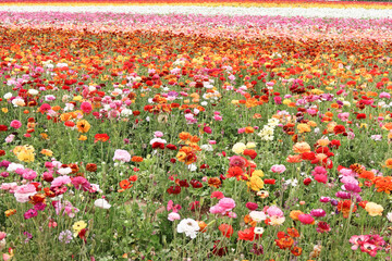 Flowers Blooming at the Flower Fields in Carlsbad, California