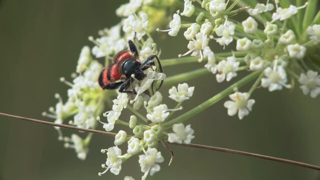 Macro of Trichodes apiarius beetle eating nectar on white wildflowers. 