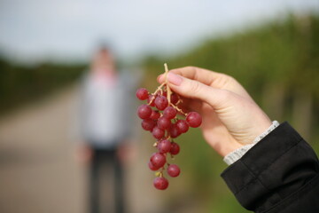 Delicious pink ripe grapes in hand