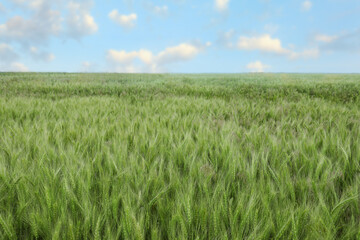 Beautiful view of field with ripening wheat