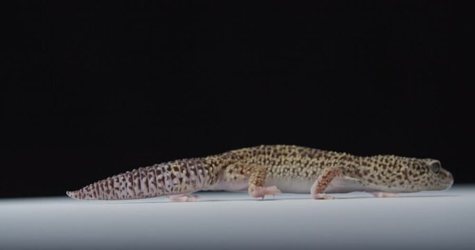 Spotted little gecko is walking around on white floor of the studio, cute, 4k
