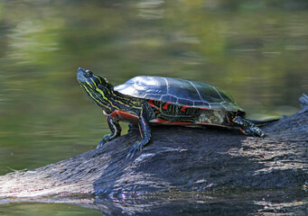 Eastern Painted Turtle in Dappled Sunlight