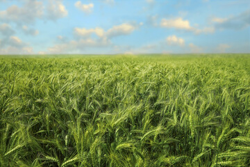 Beautiful agricultural field with ripening wheat crop