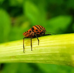 butterfly on leaf