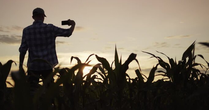 The silhouette of a farmer, standing in a field of corn, takes pictures with a smartphone