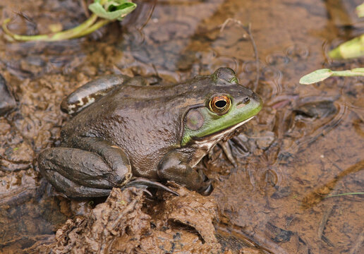 Bullfrog in Wetland Habitat