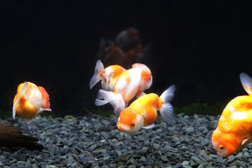 桜錦　金魚