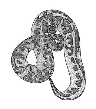 Royal python snake.  Meditative coloring of antistress. Arrows, strips, scales, lines. Logo, print on the T-shirt. Children's painting, drawing by hand. 