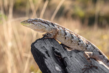 lizard on a tree