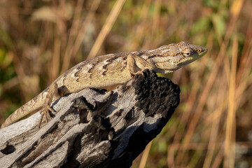 lizard on tree
