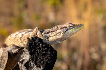 lizard on tree