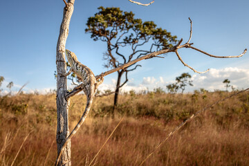 lizard on tree