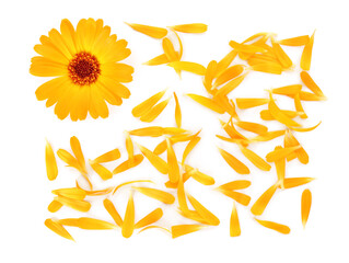 Beautiful calendula flower and petals on white background, flat lay