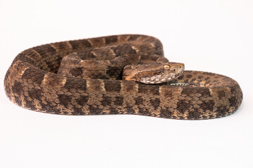 snake in front of background