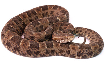 Fototapeta premium pit viper on withe background