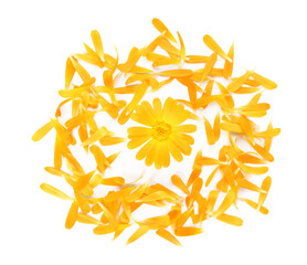 Fototapeta premium Beautiful calendula flower and petals on white background, flat lay