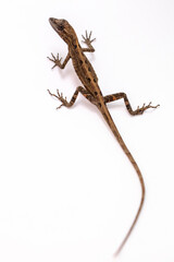 lizard on withe background