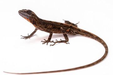 Naklejka premium lizard on withe background