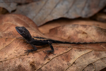lizard on a leaf