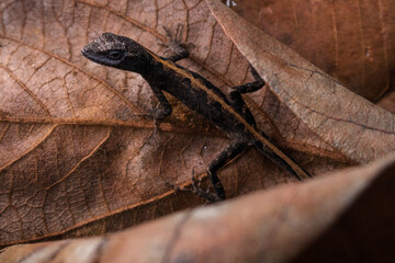 lizard on a leaf